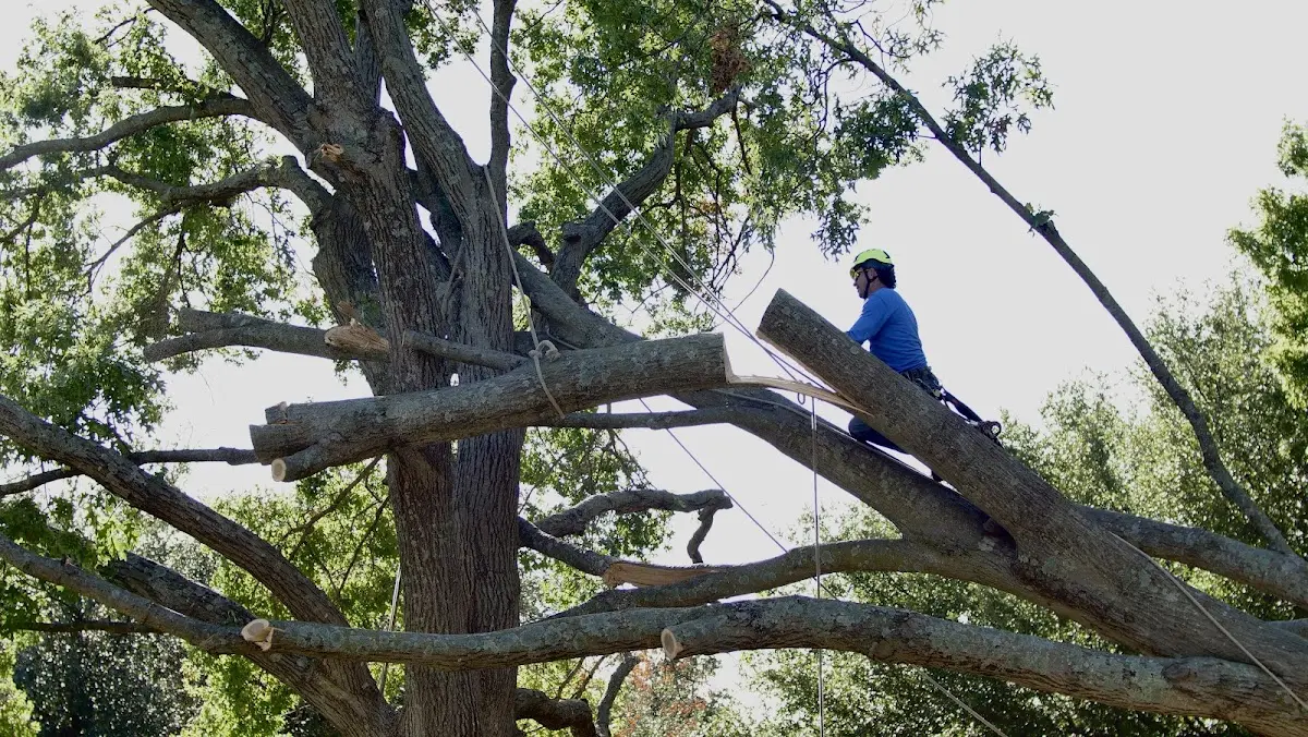 Professional Hazardous Tree Removal performed by certified arborists in Homeland