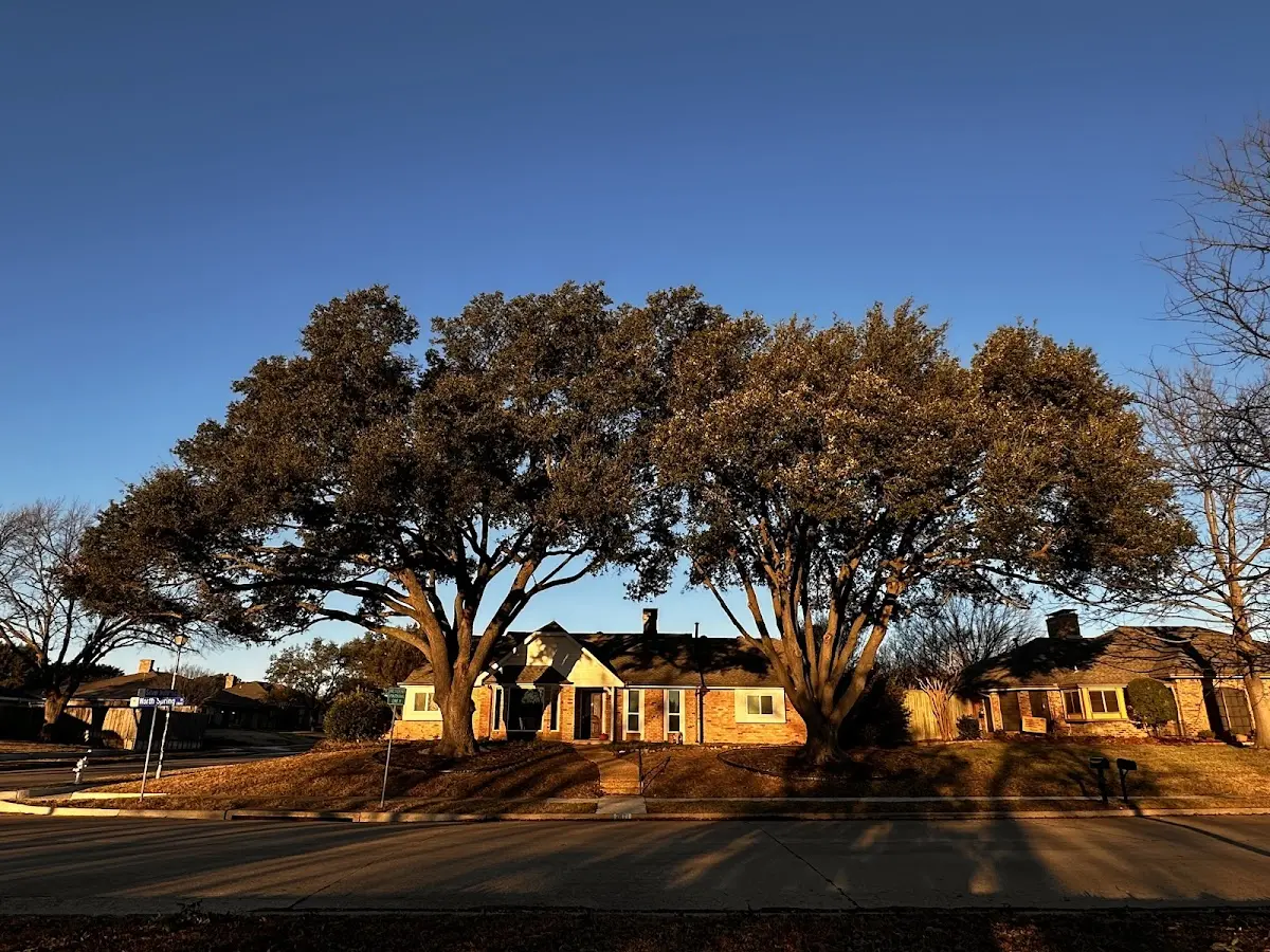 Established residential canopy tree shading a home in Homeland